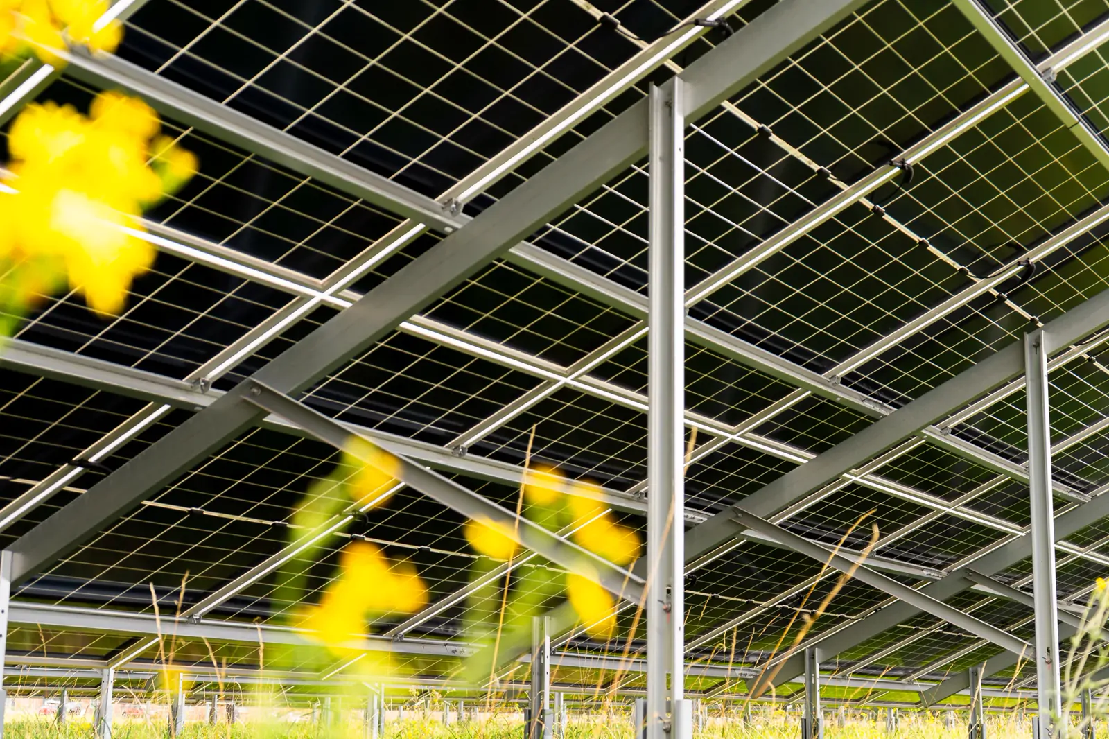 View beneath solar panels with wildflowers in the foreground