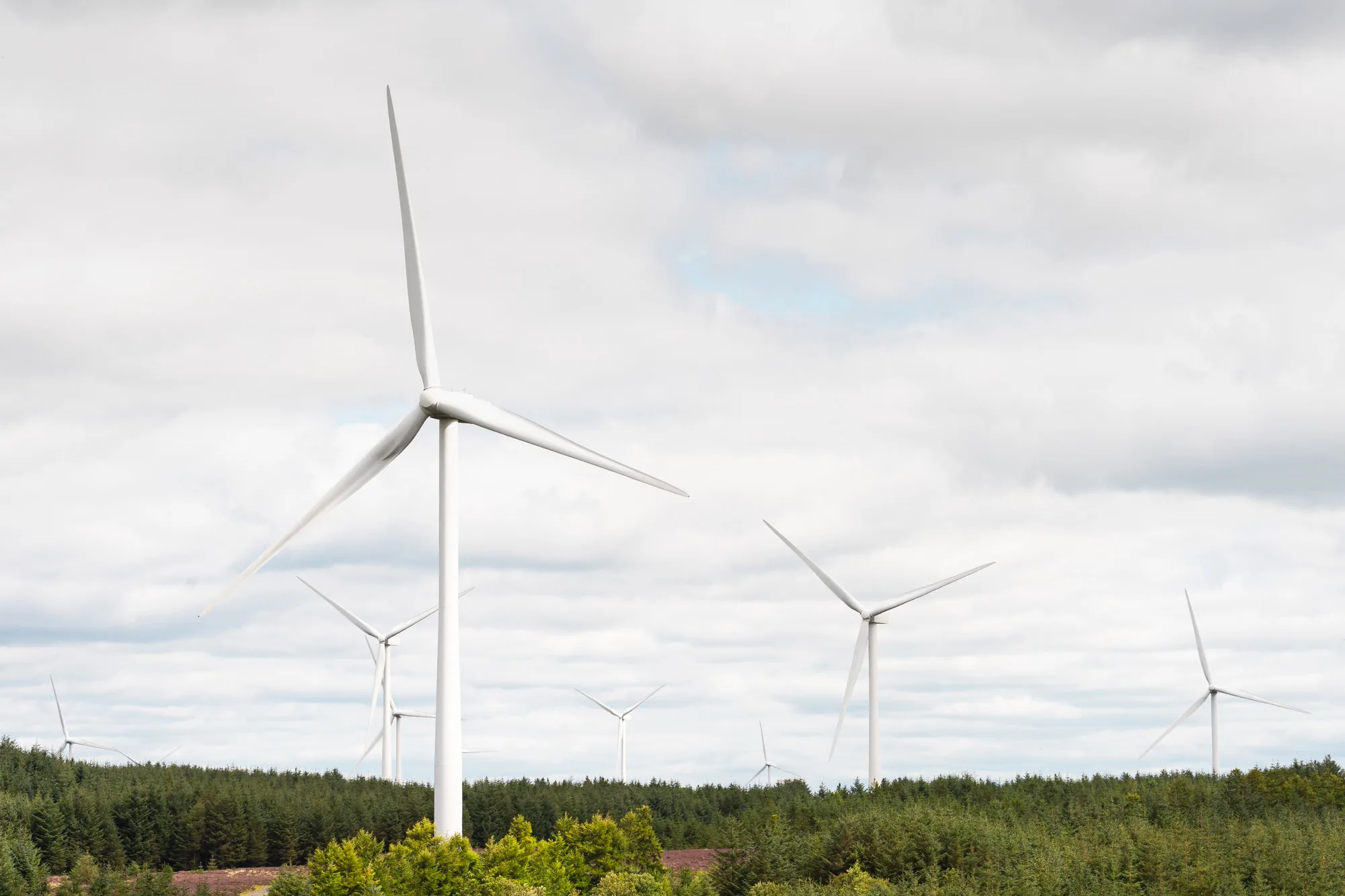 Wind turbine farm across a forested hillside