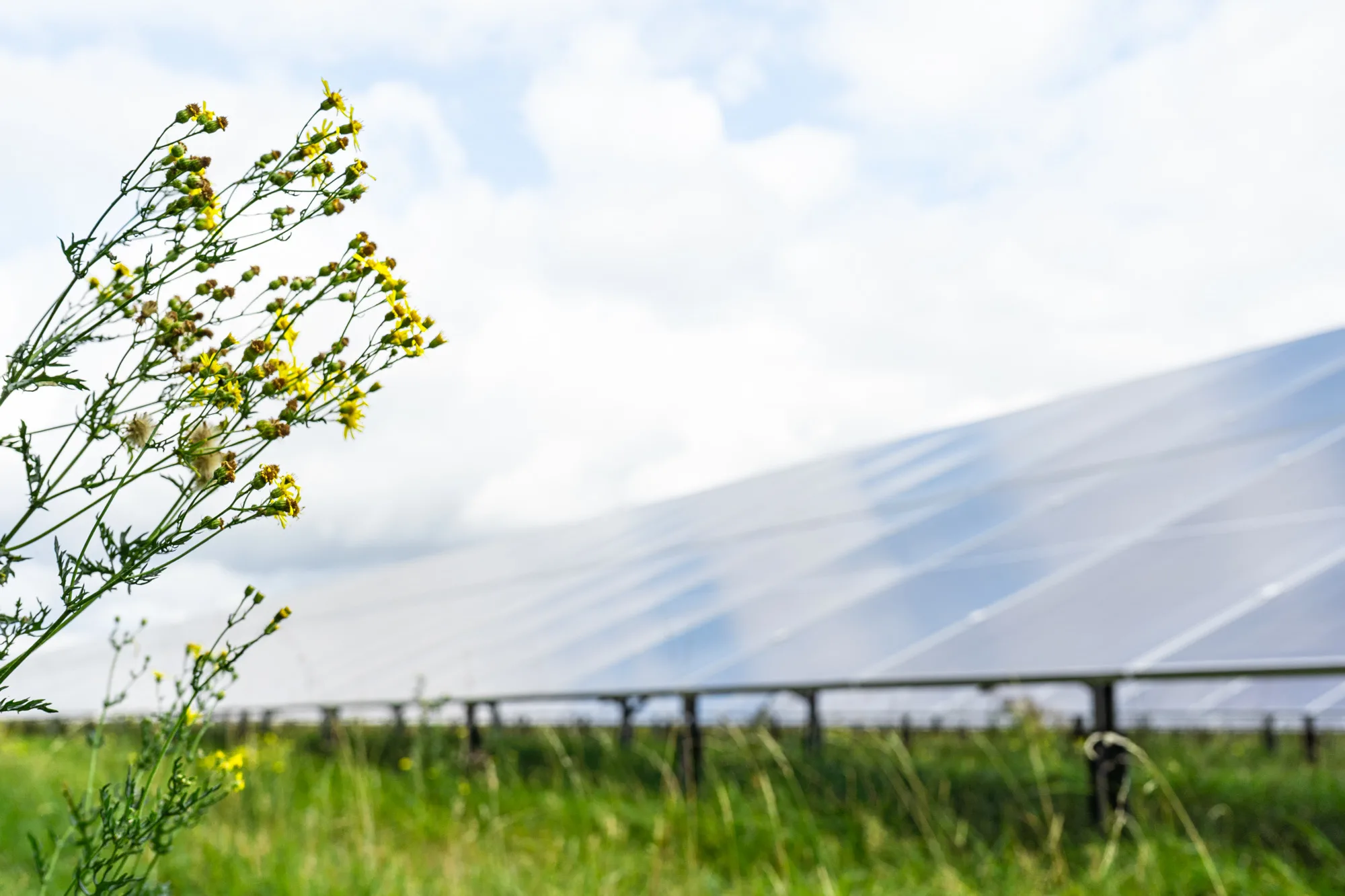 Wildflowers in the foreground with a solar panel array blurred behind