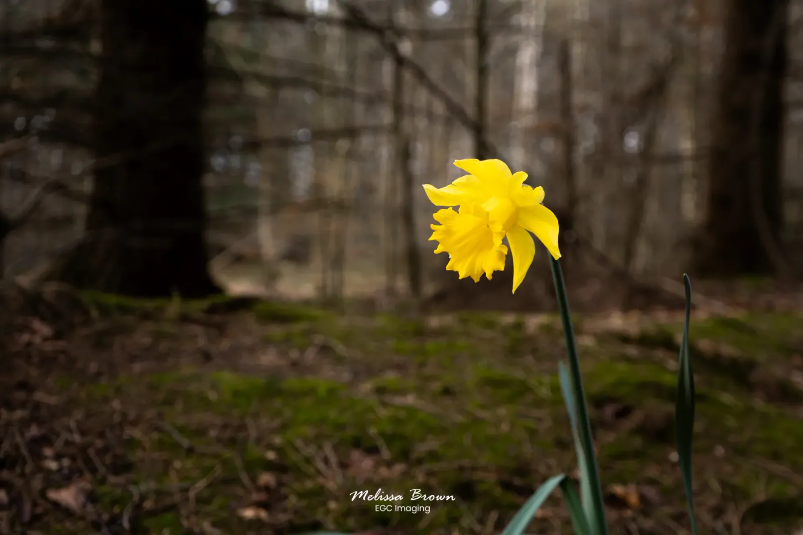 Single daffodil in bloom against a blurred woodland backdrop