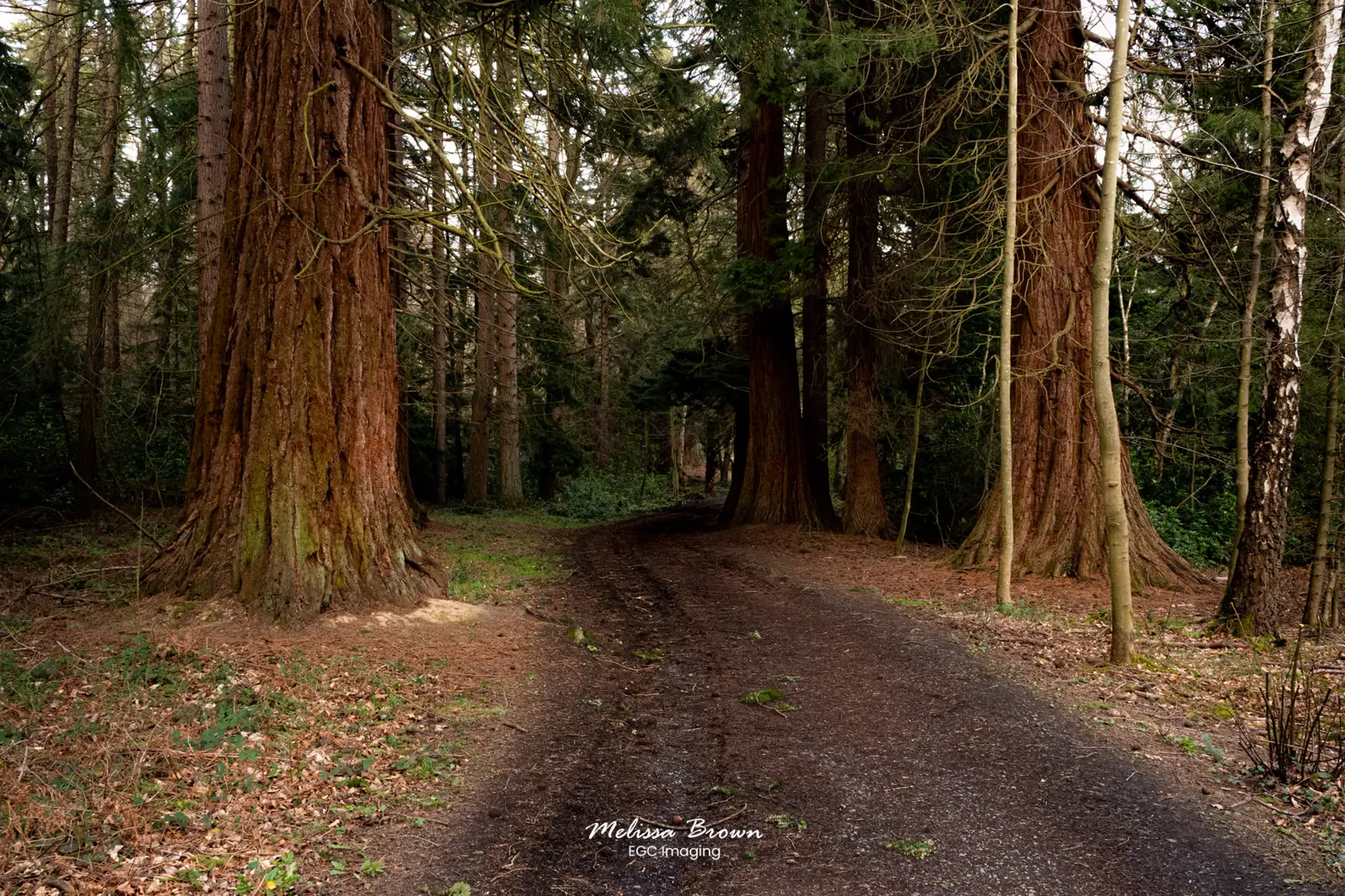 Giant redwood trees lining a woodland path