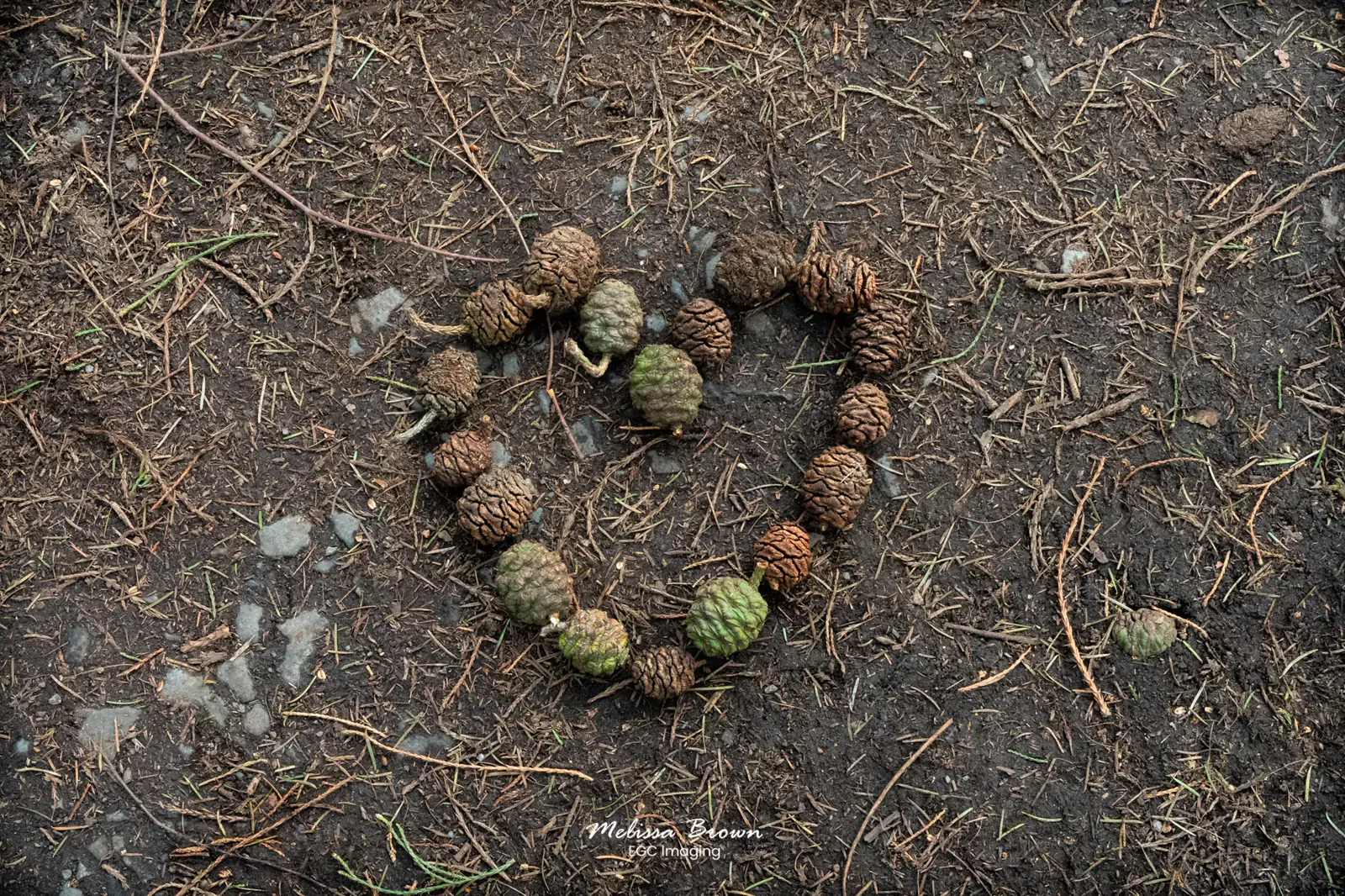 Pine cones arranged in a heart shape on the forest floor