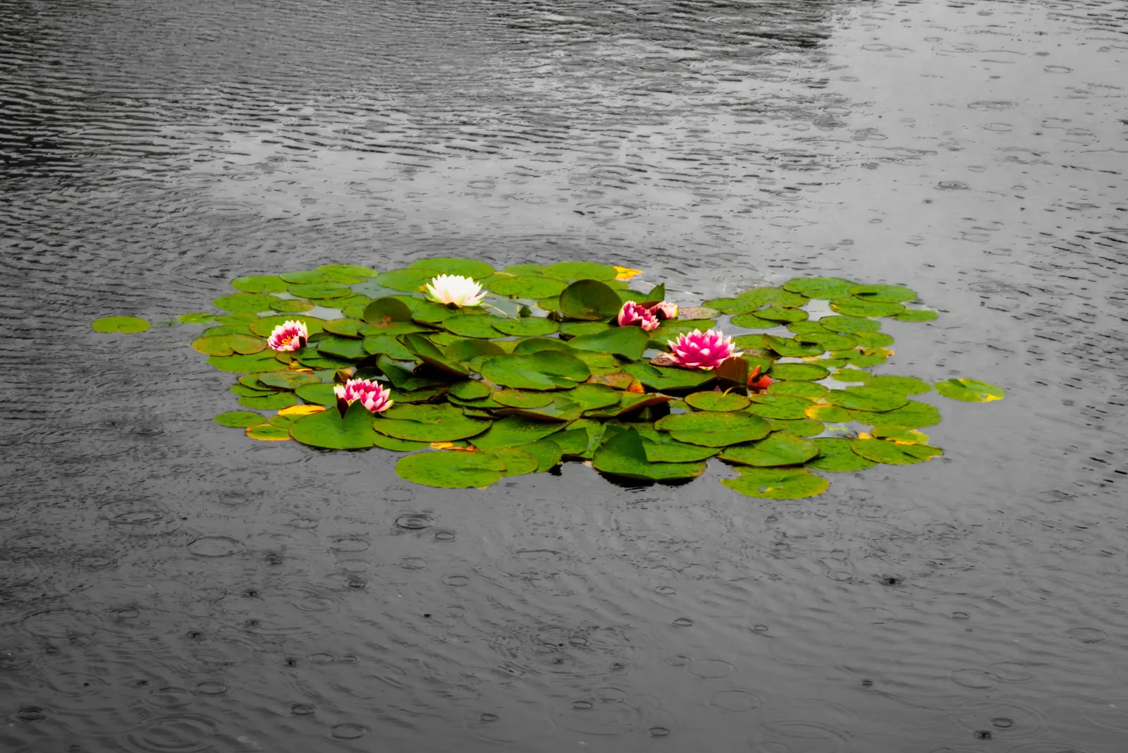Pink and white water lilies floating on a rain-dappled pond, edited in selective colour