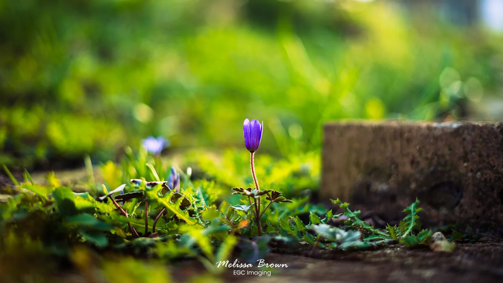 Macro shot of a single purple anemone flower among green foliage