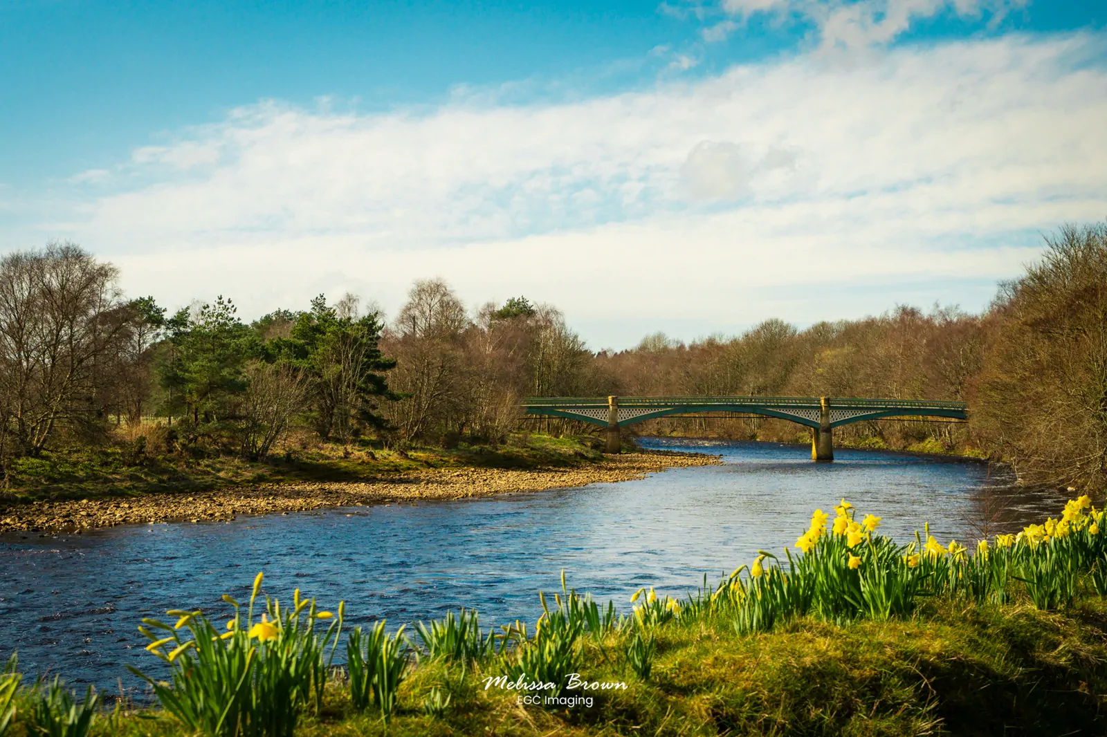 Daffodils beside a river with an iron bridge in the background